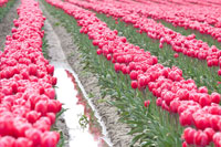 Rainy Tulip Field