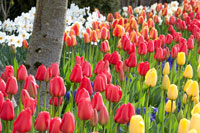 Tulip Bed I