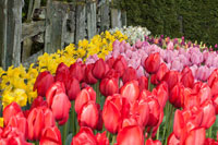 Tulip Bed II