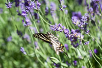 Lavender & Butterfly I