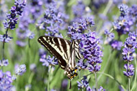 Lavender & Butterfly II