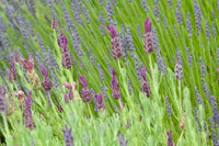 Lavender Sway I