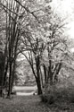 Baker Lake Trail I