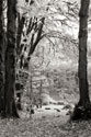 Baker Lake Trail II
