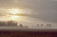 Foggy Morning I