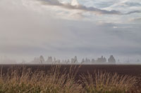 Foggy Morning II