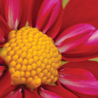 Starburst Square II