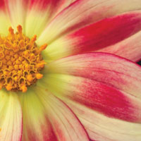 Starburst Square III