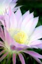 Echinopsis Flowers II