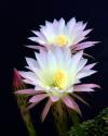 Echinopsis Flowers III