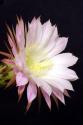 Echinopsis Flowers IV