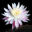 Queen of the Night I
