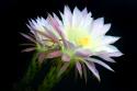 Blooms at Dawn