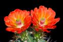 Claret Cup Flowers