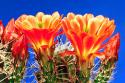 Claret Cups on Blue I