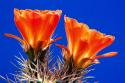 Claret Cups on Blue II