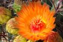 Cactus Flower II