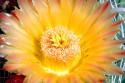 Cactus Flower III