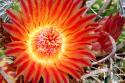 Cactus Flower IV