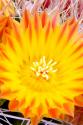 Cactus Flower V
