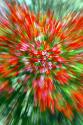 Firecracker Bush