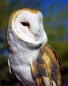 Barn Owl
