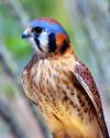 American Kestrel