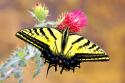 Swallowtail