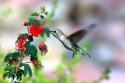 Hummingbird