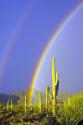 Saguaro Rainbow I