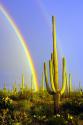 Saguaro Rainbow II