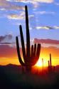 Saguaro Sunset