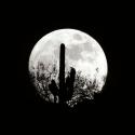 Moonrise in May II