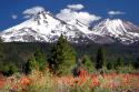 Indian Paintbrush