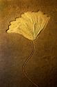 Crinoids II