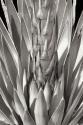 Flowering Agave BW