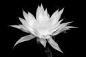 Cereus BW