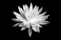 Queen of the Night BW I