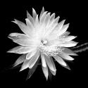 Queen of the Night BW II