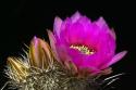 Hedgehog Flowers I