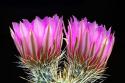 Hedgehog Flowers II
