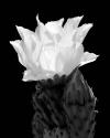 Beaver Tail Cactus Flower BW