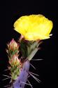 Beginning the Month of Yellow