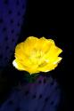 Prickly Pear Cactus Blossom
