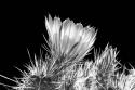Hedgehog Cactus Flower BW