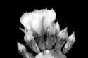 Prickly Pear Blossom and Buds BW
