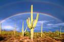 Desert Blessing I