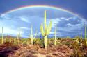 Desert Blessing II