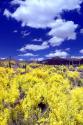 Palo Verde Bloom