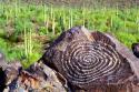 Hohokam Petroglyph
